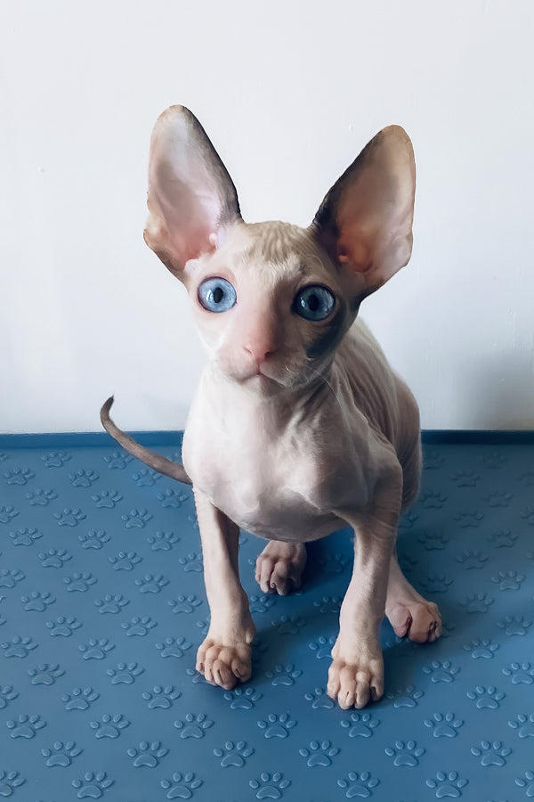 Laska | Cornish Rex Kitten