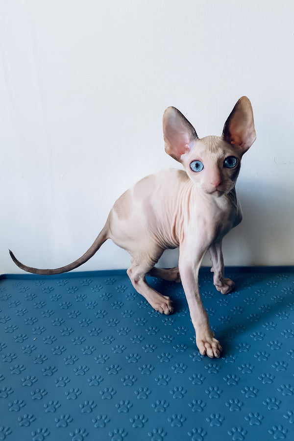 Laska | Cornish Rex Kitten