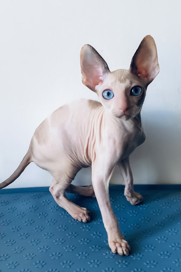 Laska | Cornish Rex Kitten