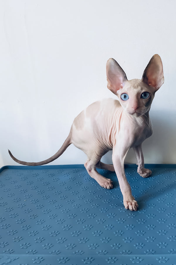 Laska | Cornish Rex Kitten