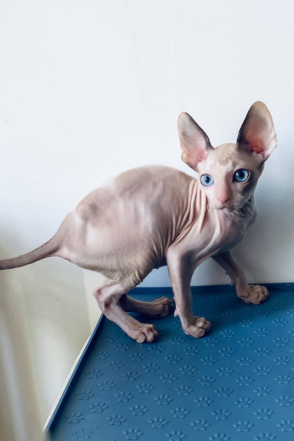Laska | Cornish Rex Kitten