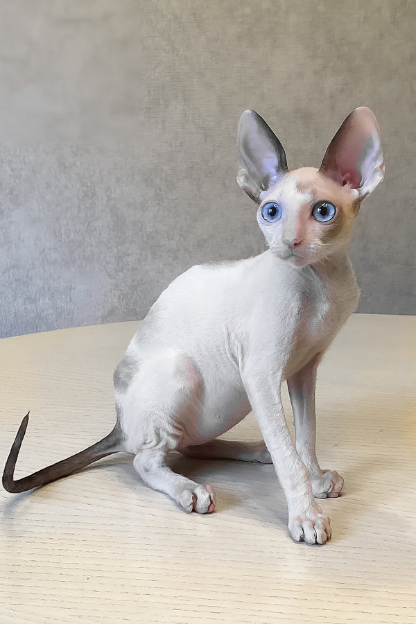 A sleek hairless sphynx kitten with blue eyes and cream coat sits on wood featuring purebred kitties like cornish rex kitten