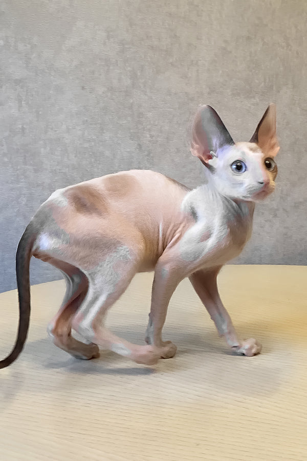 A sleek hairless sphynx cat with blue eyes and pale pinkish coat stands alert on wood in cornish rex kitten style