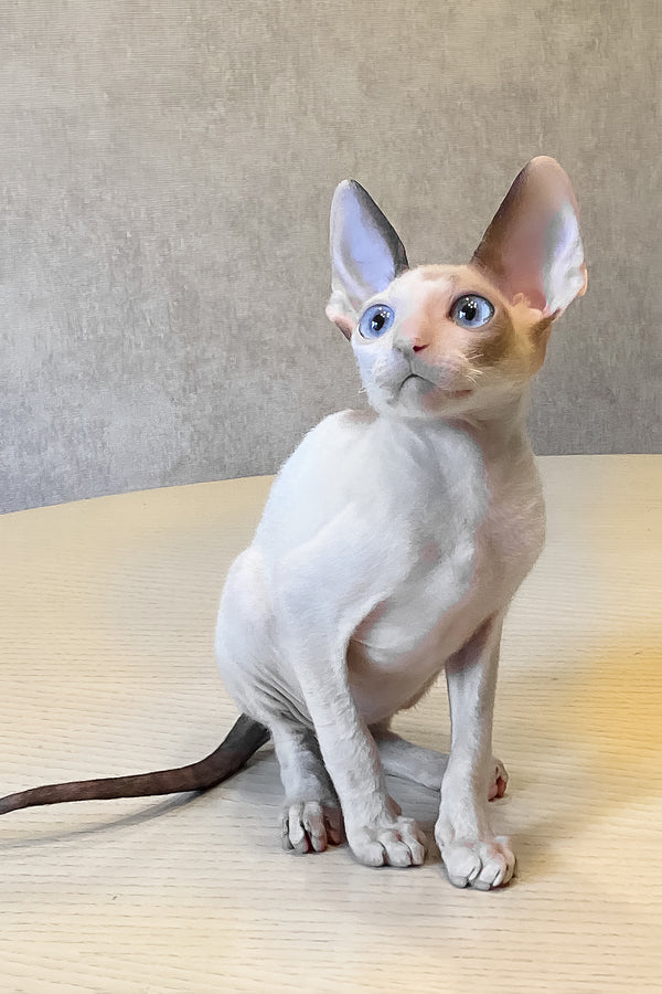 A sleek hairless sphynx kitten with striking blue eyes and pale cream coat sitting on wood, perfect for fans of cornish rex kittens