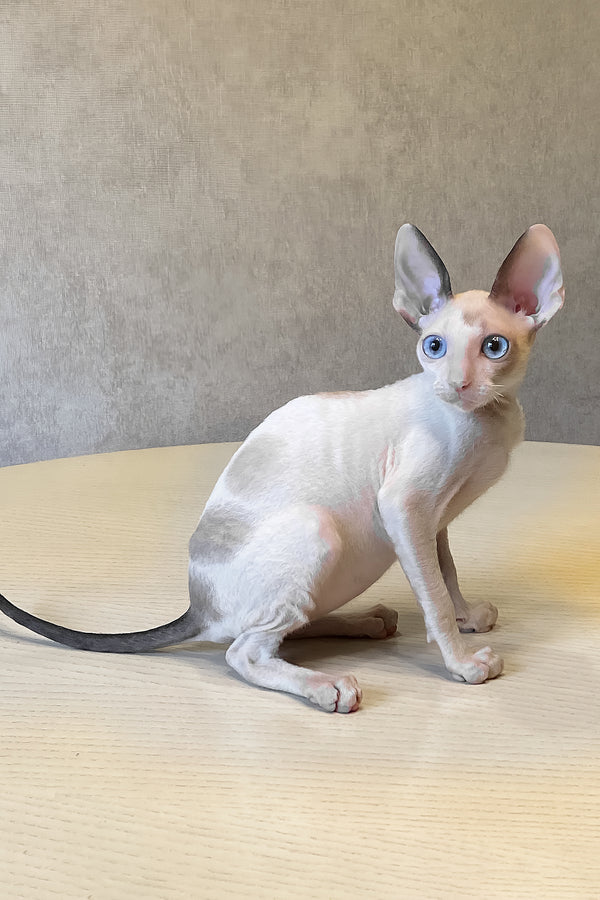 Laska cornish rex kitten with sleek pale cream coat and striking blue eyes on wooden surface for purebred kitties