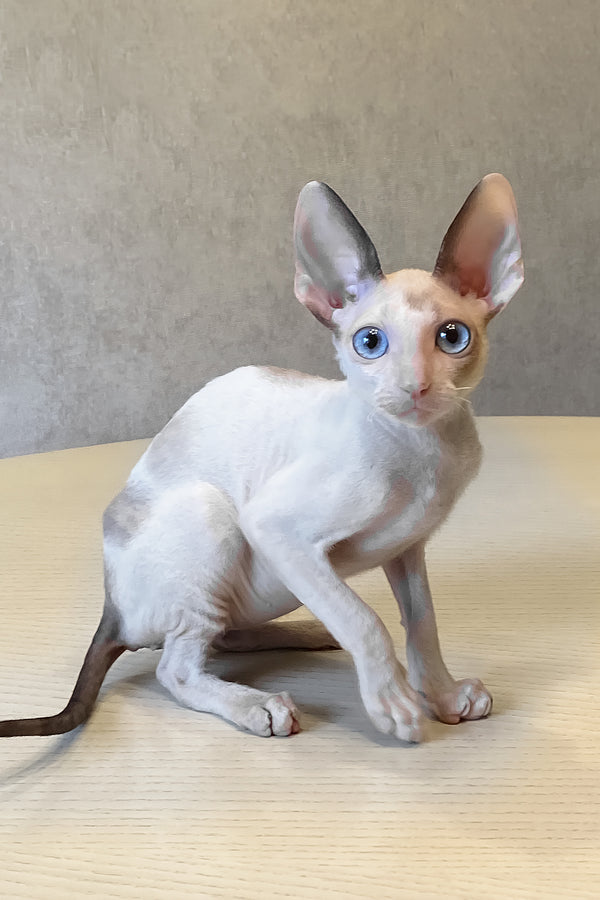 A sleek cornish rex kitten with pale cream coat and striking blue eyes sits attentively on a wooden surface