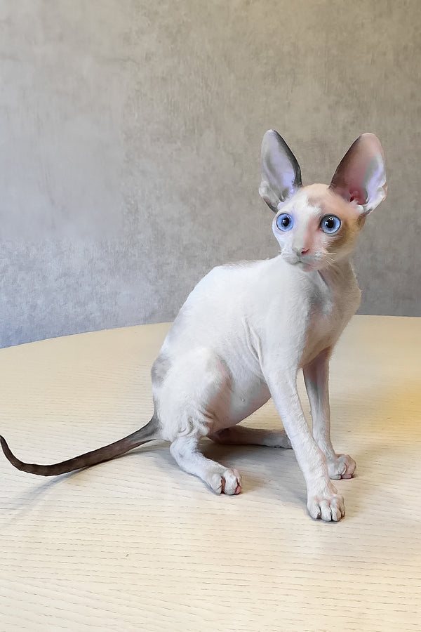 A sleek hairless sphynx cat with blue eyes and cream coat sitting on wood alongside cornish rex kitten laska purebred kitties