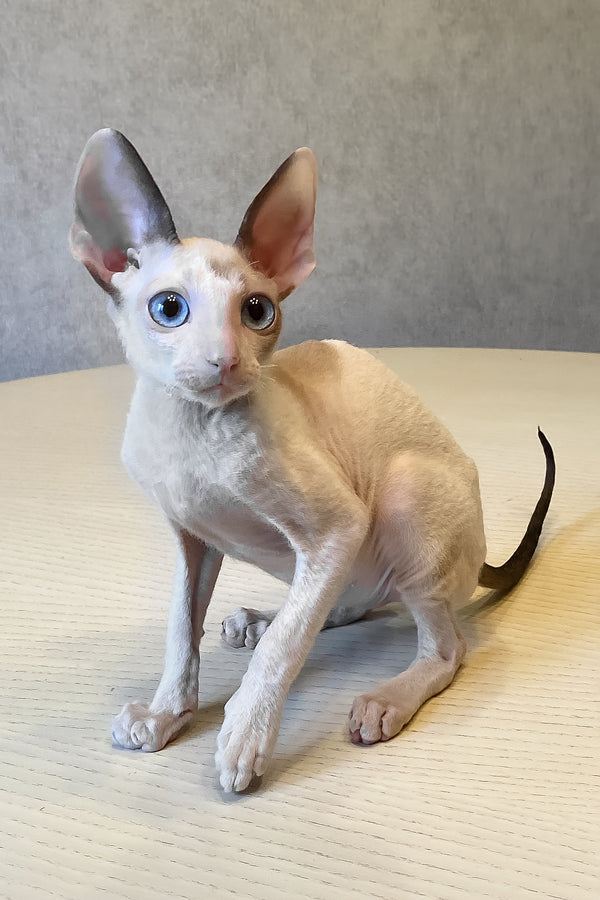 A sleek hairless sphynx cat with blue eyes and cream coat sitting on wood in the product laska cornish rex kitten