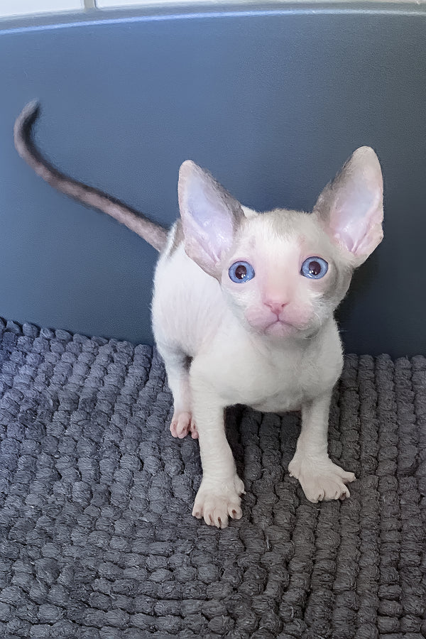 Laska | Cornish Rex Kitten