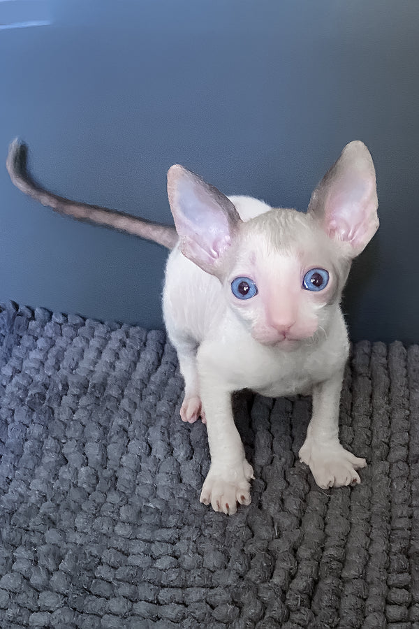 Laska | Cornish Rex Kitten