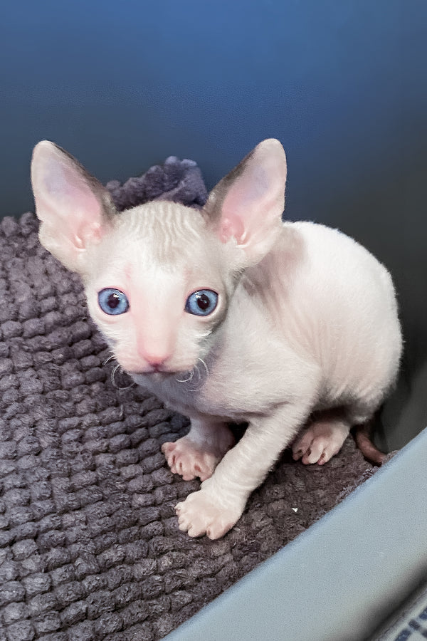 Laska | Cornish Rex Kitten