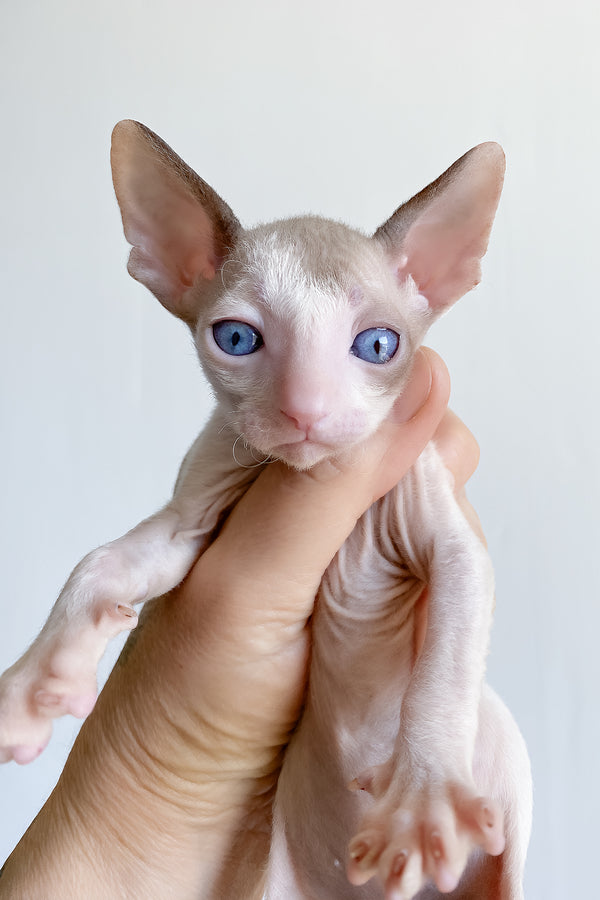 Laska | Cornish Rex Kitten