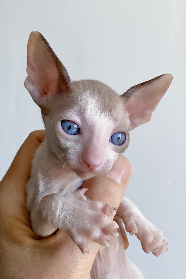 Laska | Cornish Rex Kitten