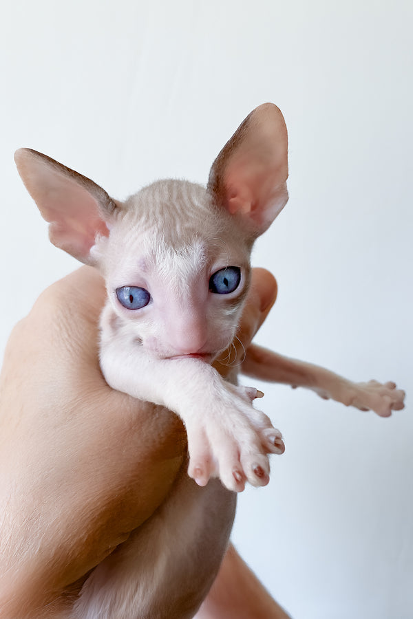 Laska | Cornish Rex Kitten