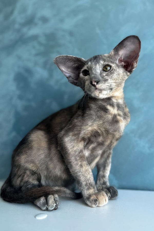 Latifa | Oriental Shorthair Kitten