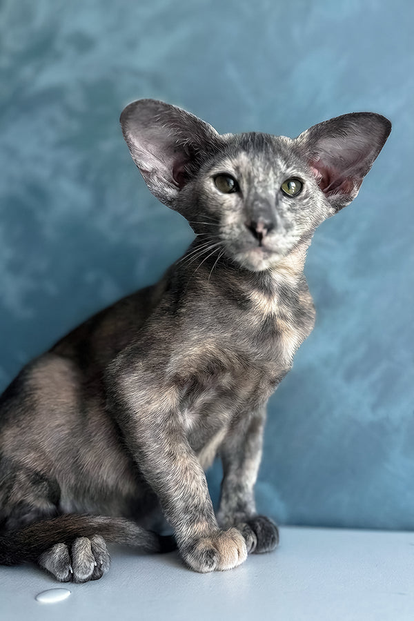 Latifa | Oriental Shorthair Kitten