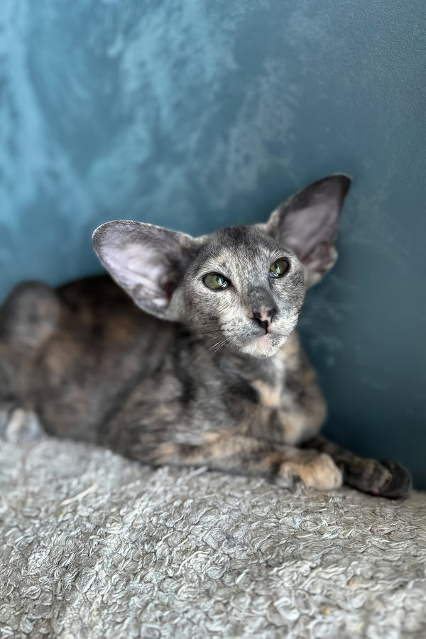 Latifa | Oriental Shorthair Kitten