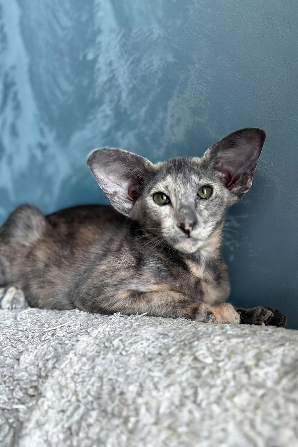 Latifa | Oriental Shorthair Kitten