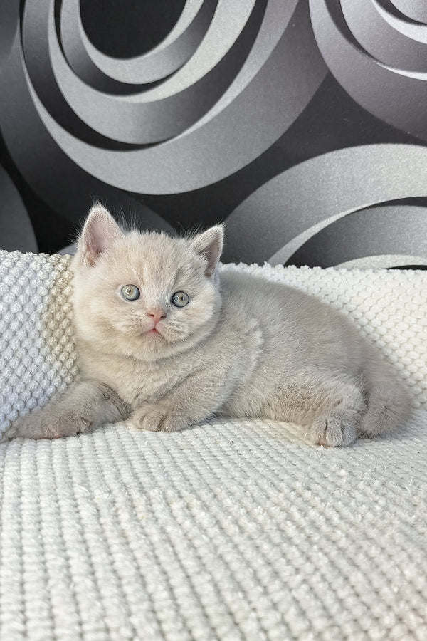 Laura | British Shorthair Kitten