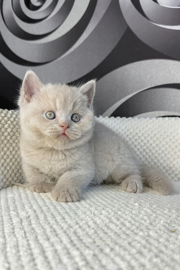 Laura | British Shorthair Kitten