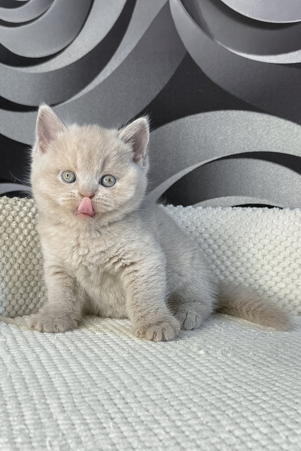 Laura | British Shorthair Kitten