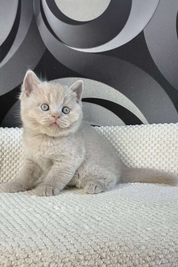 Laura | British Shorthair Kitten