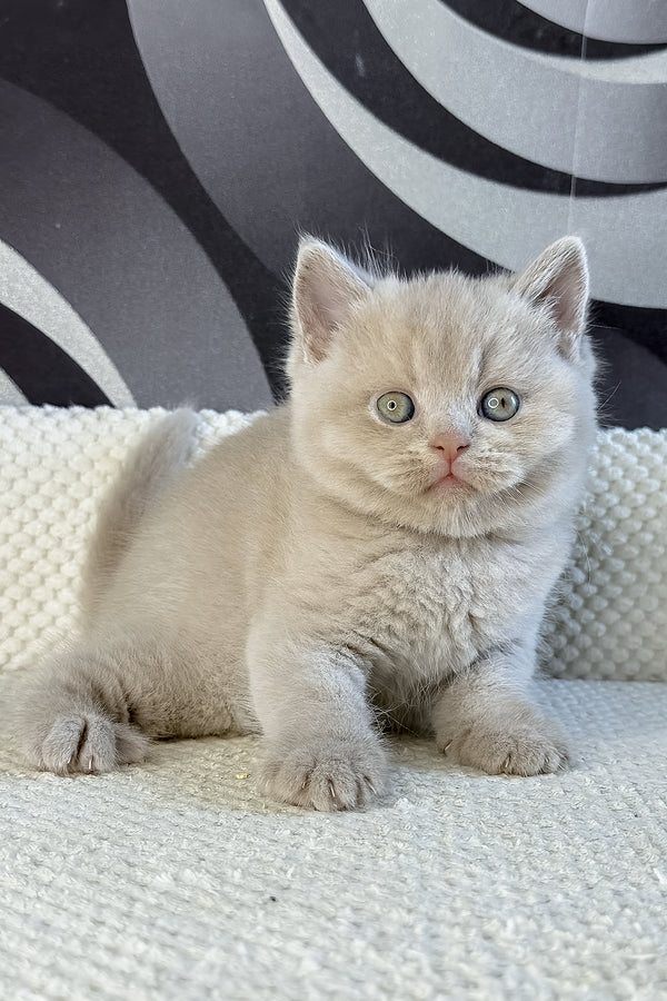 Laura | British Shorthair Kitten