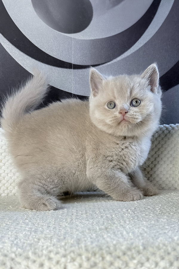 Laura | British Shorthair Kitten