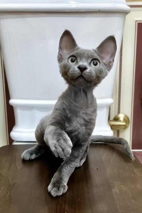 Lavanda | Devon Rex Kitten