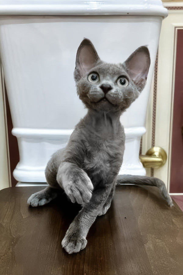 Lavanda | Devon Rex Kitten