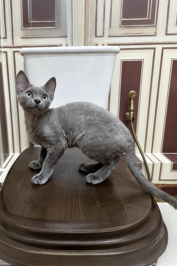 Lavanda | Devon Rex Kitten