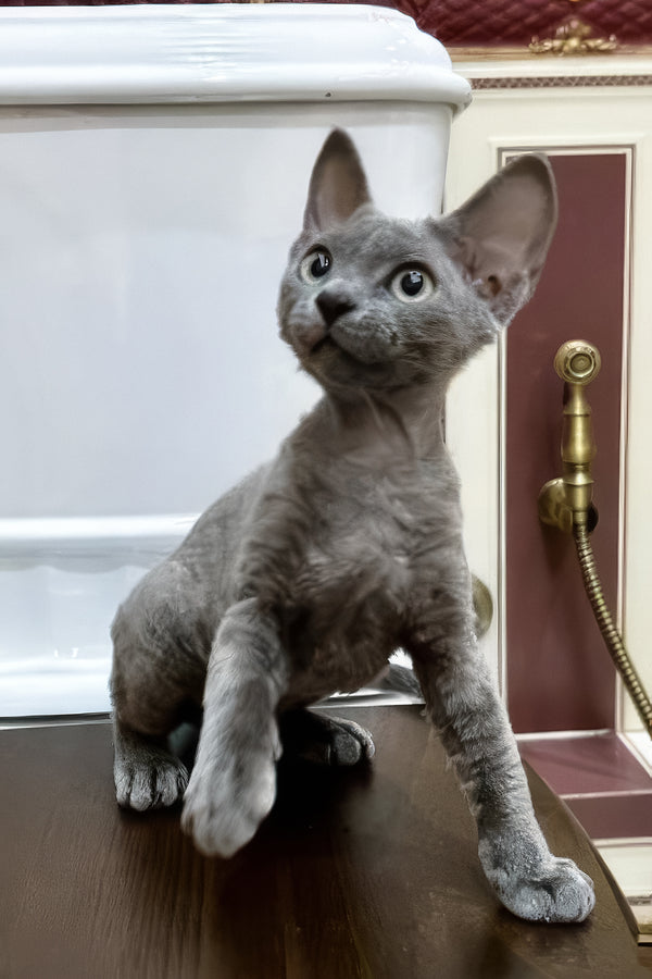 Lavanda | Devon Rex Kitten