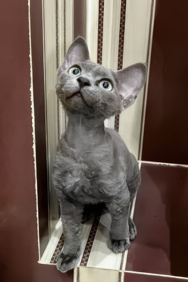 Lavanda | Devon Rex Kitten