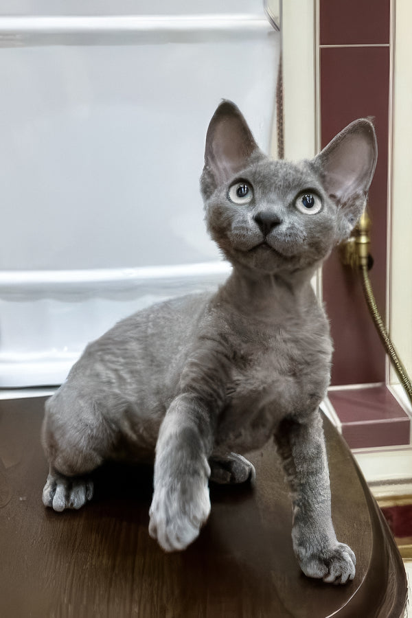 Lavanda | Devon Rex Kitten