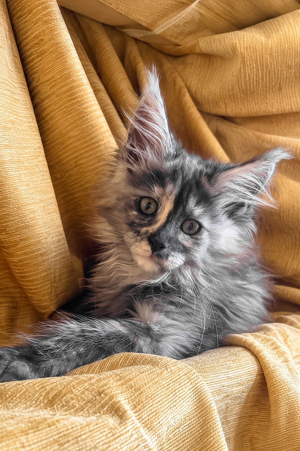 Lavinia | Maine Coon Kitten