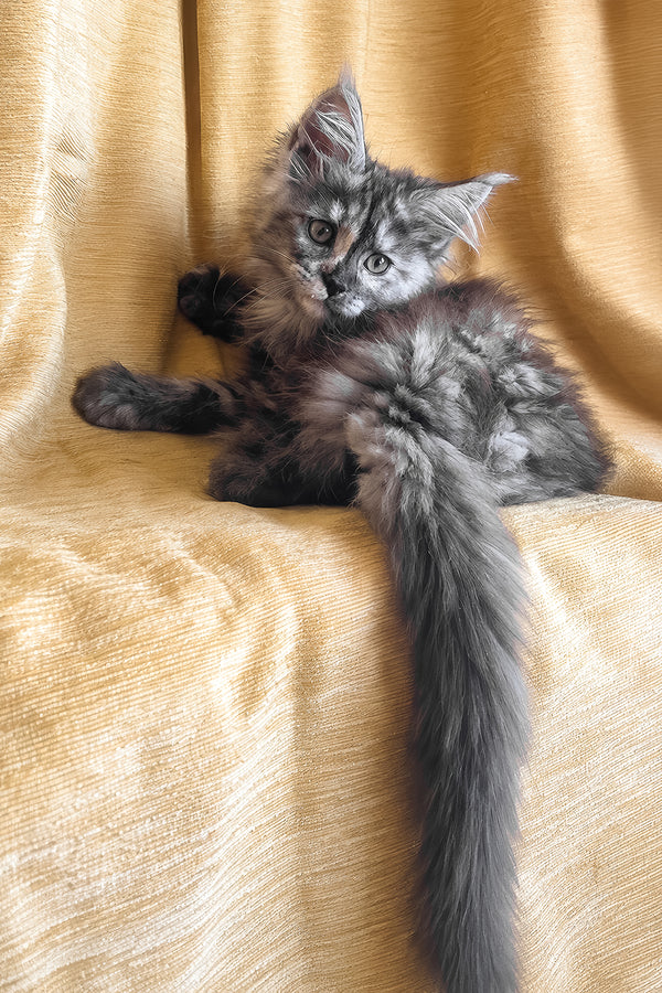 Lavinia | Maine Coon Kitten