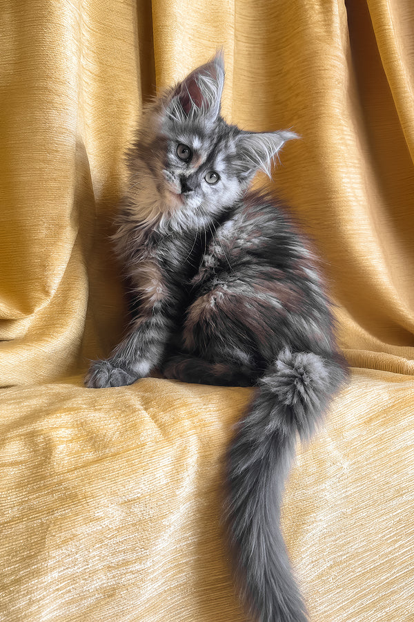Lavinia | Maine Coon Kitten