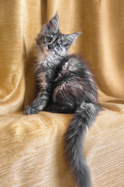Lavina | Maine Coon Kitten