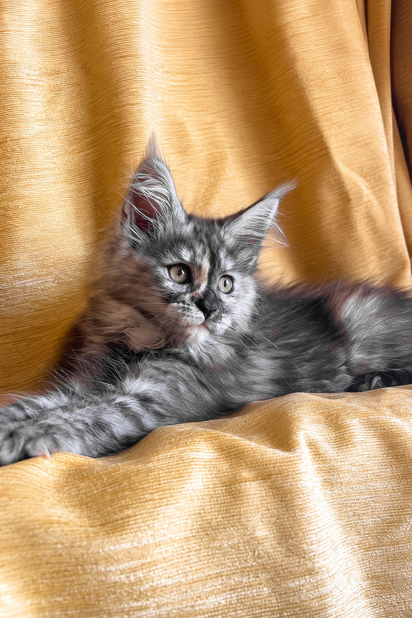 Lavinia | Maine Coon Kitten