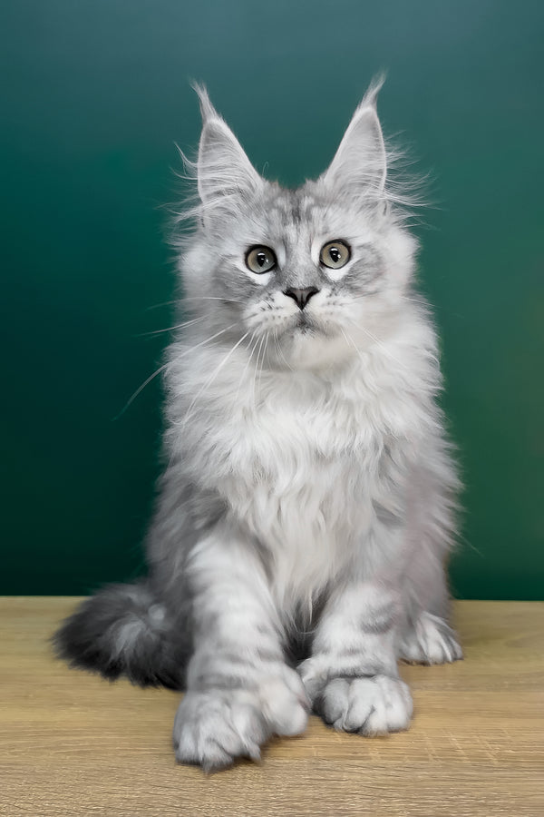 Laver | Polydactyl Maine Coon Kitten