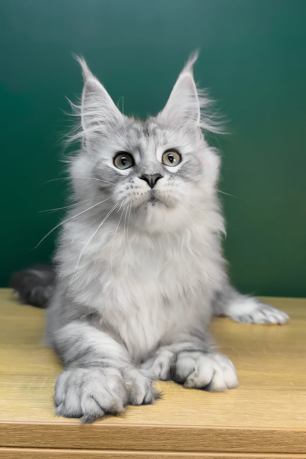 Laver | Polydactyl Maine Coon Kitten