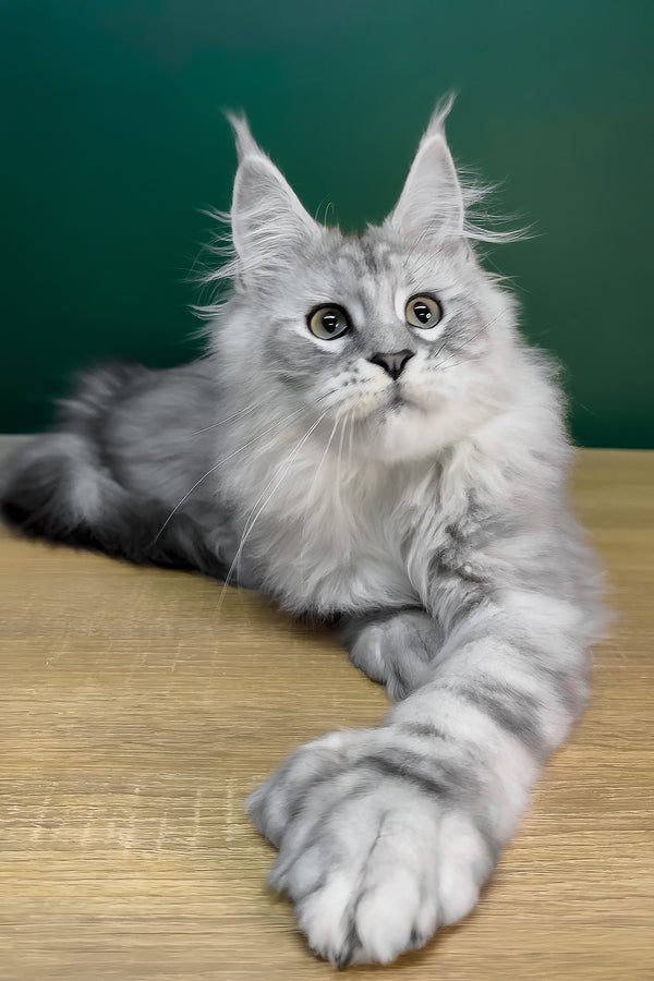 Laver | Polydactyl Maine Coon Kitten