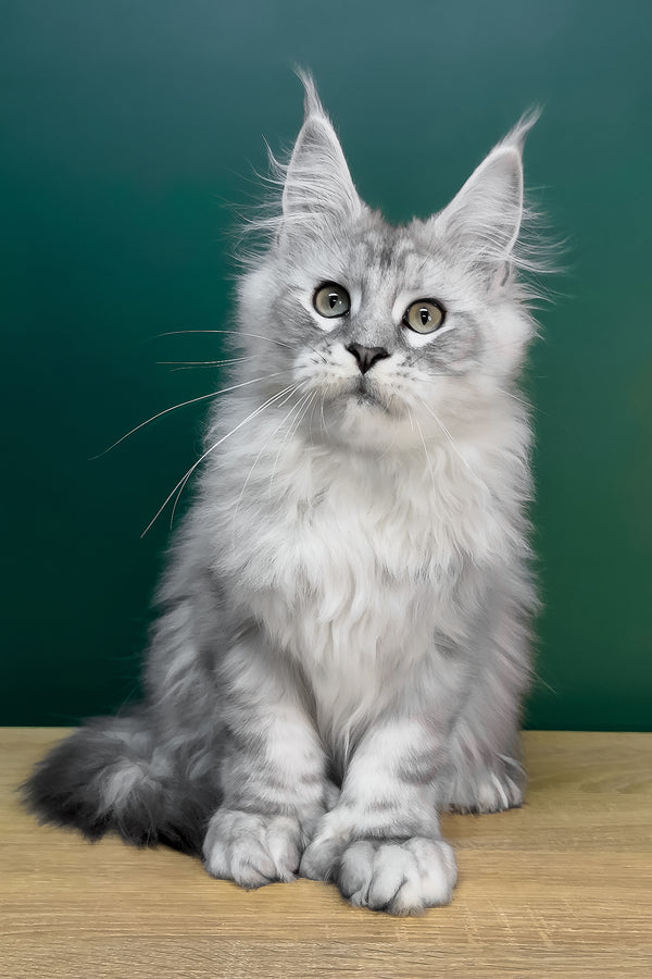 Laver | Polydactyl Maine Coon Kitten