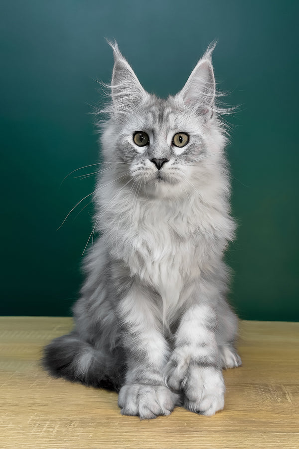 Laver | Polydactyl Maine Coon Kitten