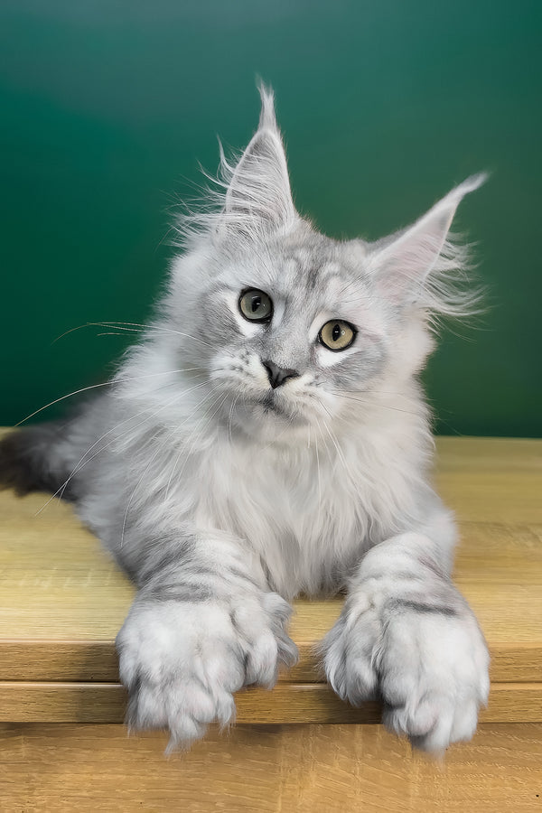 Laver | Polydactyl Maine Coon Kitten