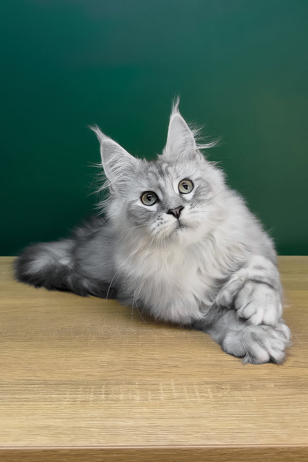 Laver | Polydactyl Maine Coon Kitten