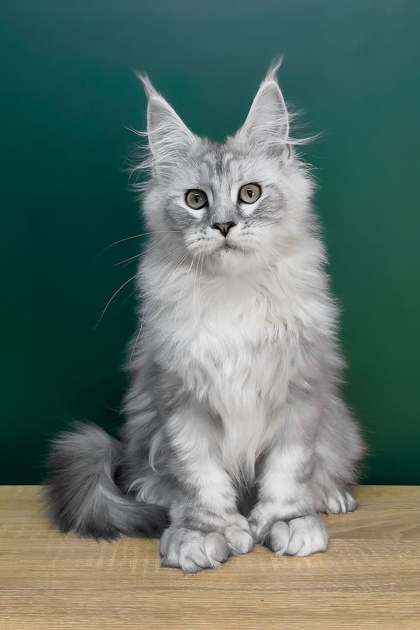 Laver | Polydactyl Maine Coon Kitten