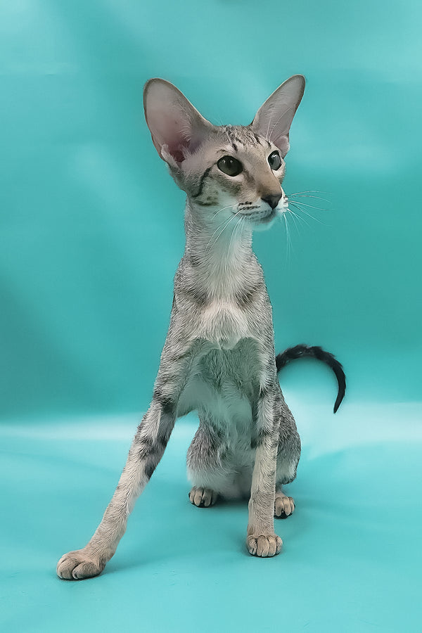 Layma | Oriental Shorthair Kitten