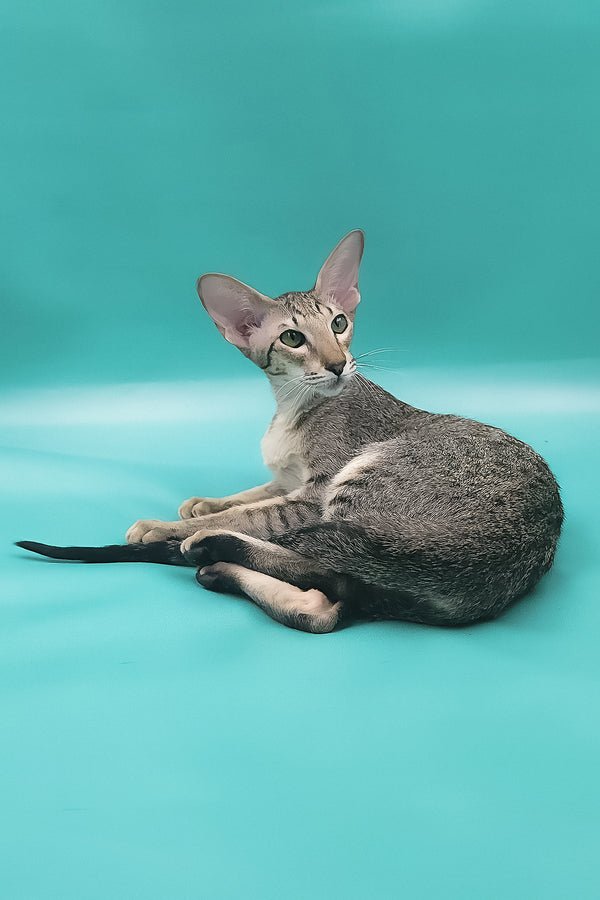 Layma | Oriental Shorthair Kitten