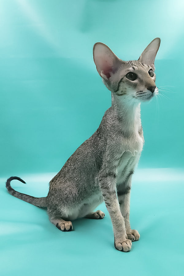 Layma | Oriental Shorthair Kitten
